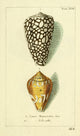 Naturgeschichte des Thierreichs 1780 Shells Conus Poster Print showcasing intricate marine shell details.