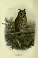 Familiar Wild Birds 1903 Long-Eared Owl Poster Print by Archibald Thorburn