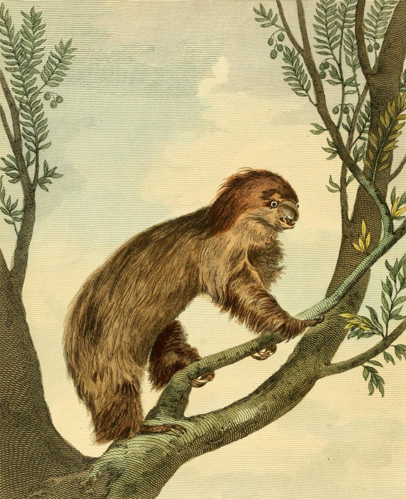 Musei Leveriani 1792 Two-Toed Sloth Poster Print by Charles R. Ryley