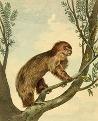 Musei Leveriani 1792 Two-Toed Sloth Poster Print by Charles R. Ryley