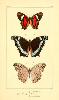 Histoire Naturelle des Lépidoptères Exotiques 1845 Amathea Poster Print.