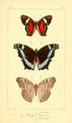 Histoire Naturelle des Lépidoptères Exotiques 1845 Amathea Poster Print.