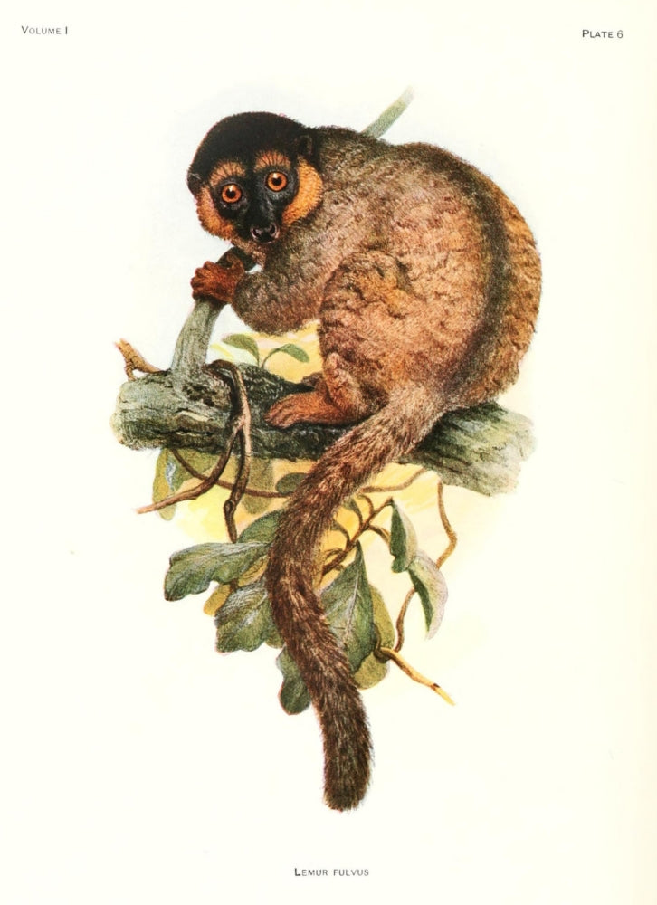 Primates 1913 Common Brown Lemur Poster Print by Joseph Wolf