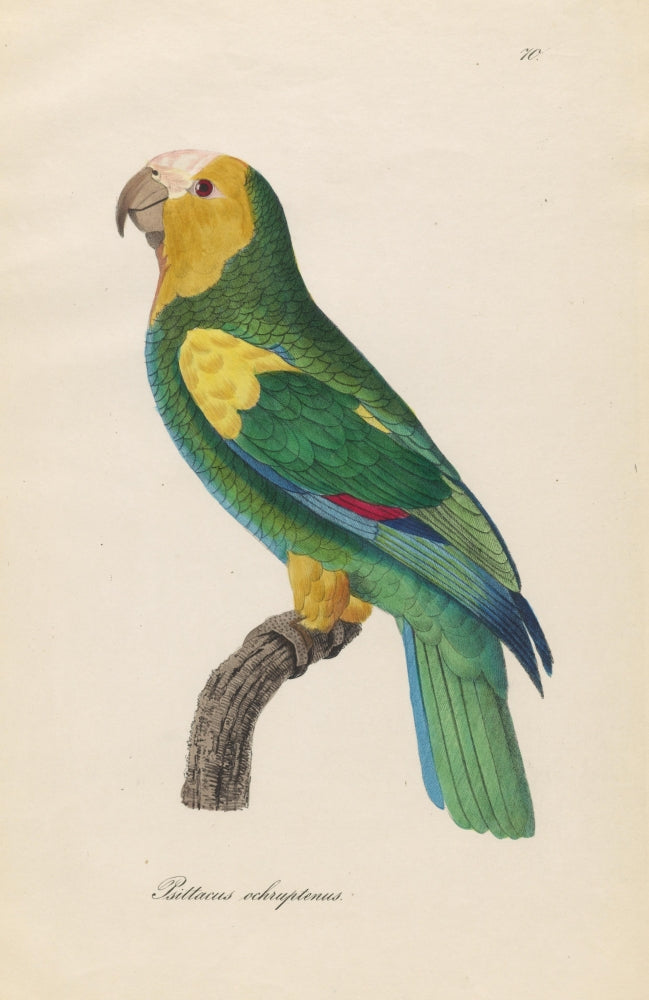 Monographie der Papergeien 1842 Poster Print showcasing intricate details of paper geese.