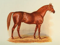 Typical Racehorse Gladiator Poster Print, vibrant action-packed artwork.
