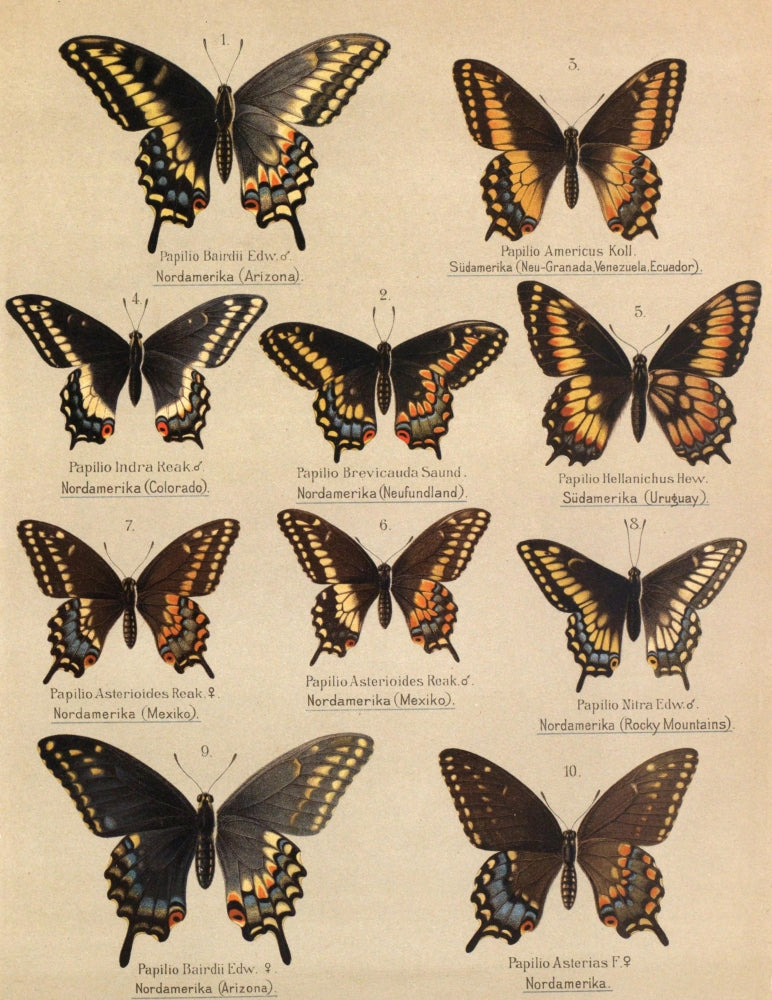 Die Artbildung und Verwandtschaft 1889 Asterias Group 1 Poster Print showcasing marine biodiversity.