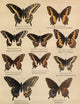 Die Artbildung und Verwandtschaft 1889 Asterias Group 1 Poster Print showcasing marine biodiversity.