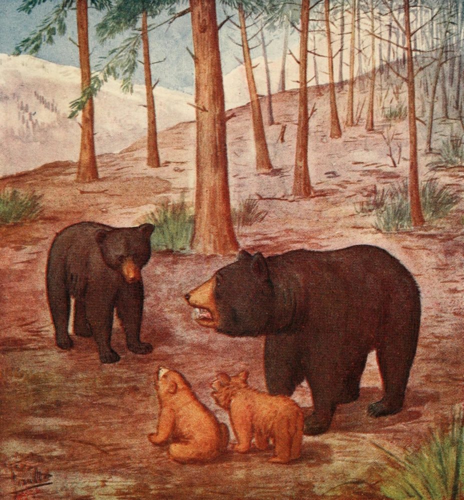 Life Story of a Black Bear 1910 poster print showing a bear family in nature.