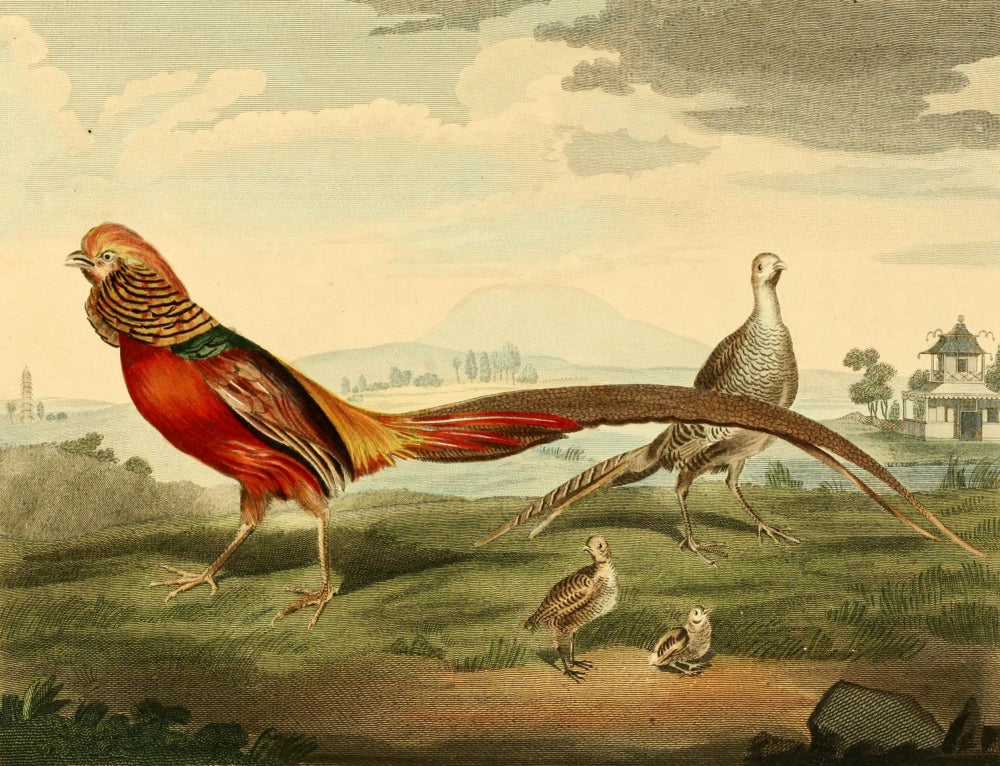 Musei Leveriani 1792 Painted Pheasant Fine Art Print by Charles R. Ryley