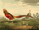 Musei Leveriani 1792 Painted Pheasant Fine Art Print by Charles R. Ryley