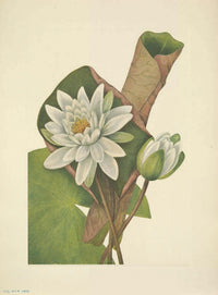 1925 American Waterlily Poster Print by Mary V. Walcott featuring vibrant floral art.