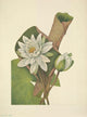 1925 American Waterlily Poster Print by Mary V. Walcott featuring vibrant floral art.