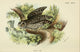 Vintage Little Owl poster print from Hand-Book to the Birds 1896