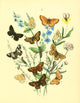 Musée Entomologique Illustré 1876 Poster Print showcasing illustrated insects.
