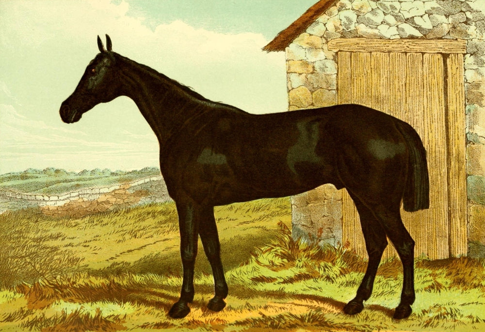 Modern Practical Farriery 1875 - The Hunter Glengarry Poster Print