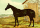 Modern Practical Farriery 1875 - The Hunter Glengarry Poster Print