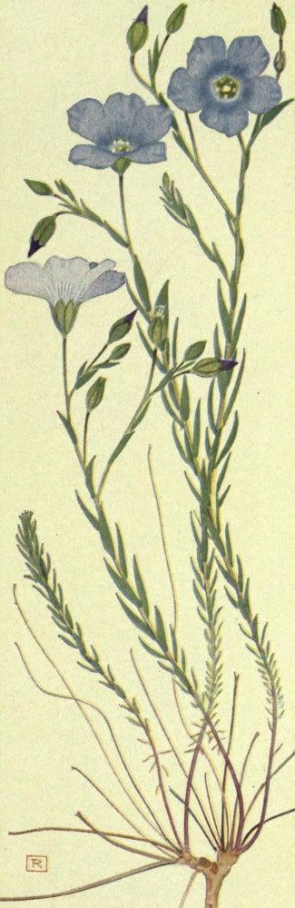 Alpine Flora 1911 Linum Alpinum Poster Print showcasing delicate alpine flowers.