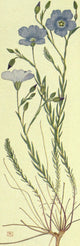 Alpine Flora 1911 Linum Alpinum Poster Print showcasing delicate alpine flowers.