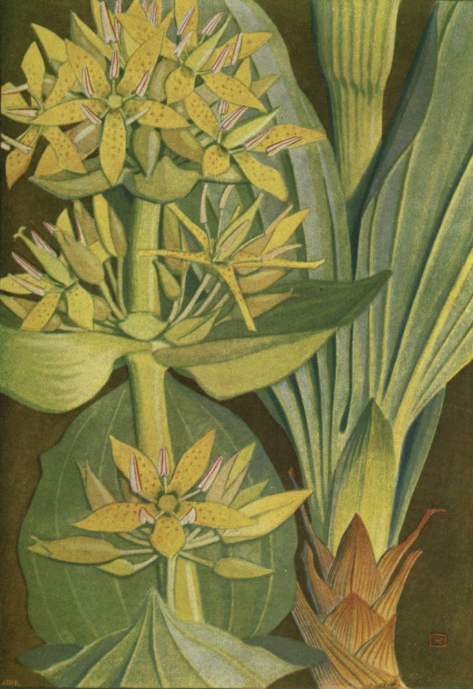 Alpine Flora 1911 Gentiana Lutea Poster Print by Philippe Robert showcasing vibrant flower details.
