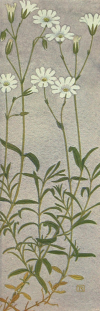 Alpine Flora 1911 Cerastium Arvense Poster Print by Philippe Robert