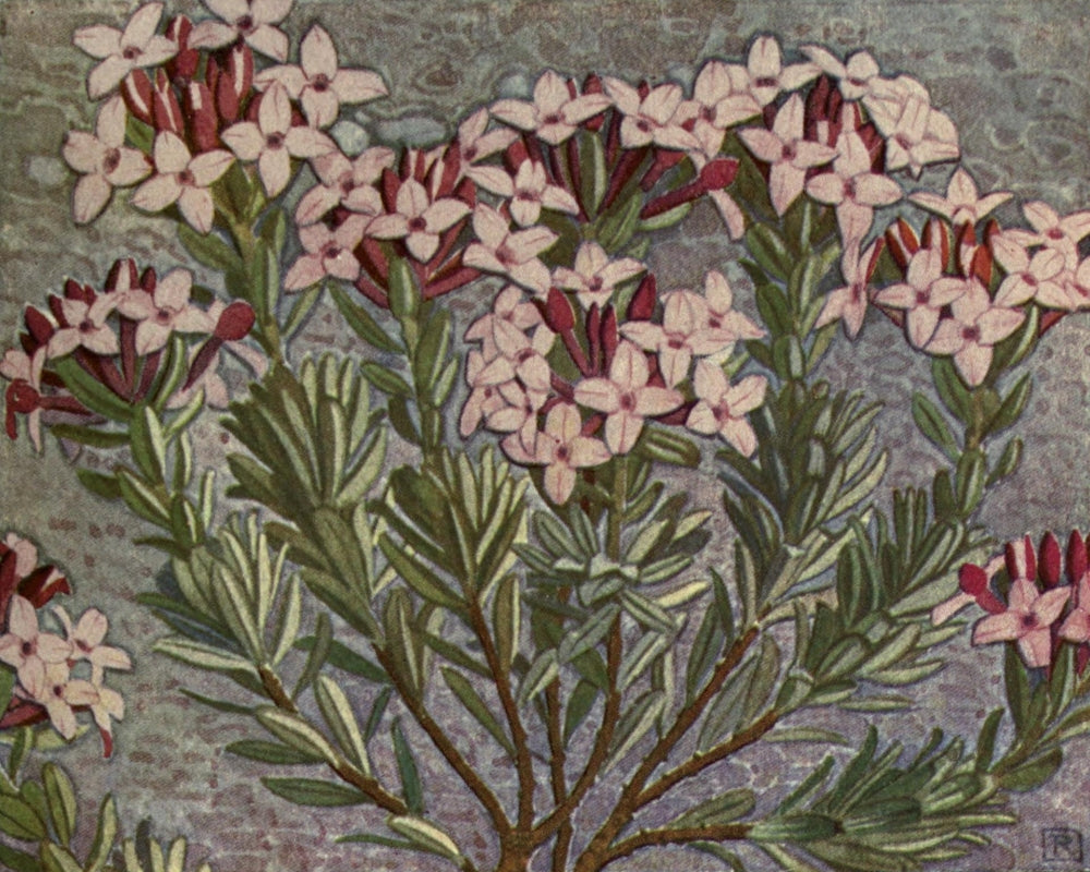 Alpine Flora 1911 Daphne Cneorum Poster Print by Philippe Robert