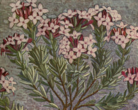 Alpine Flora 1911 Daphne Cneorum Poster Print by Philippe Robert