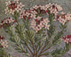 Alpine Flora 1911 Daphne Cneorum Poster Print by Philippe Robert