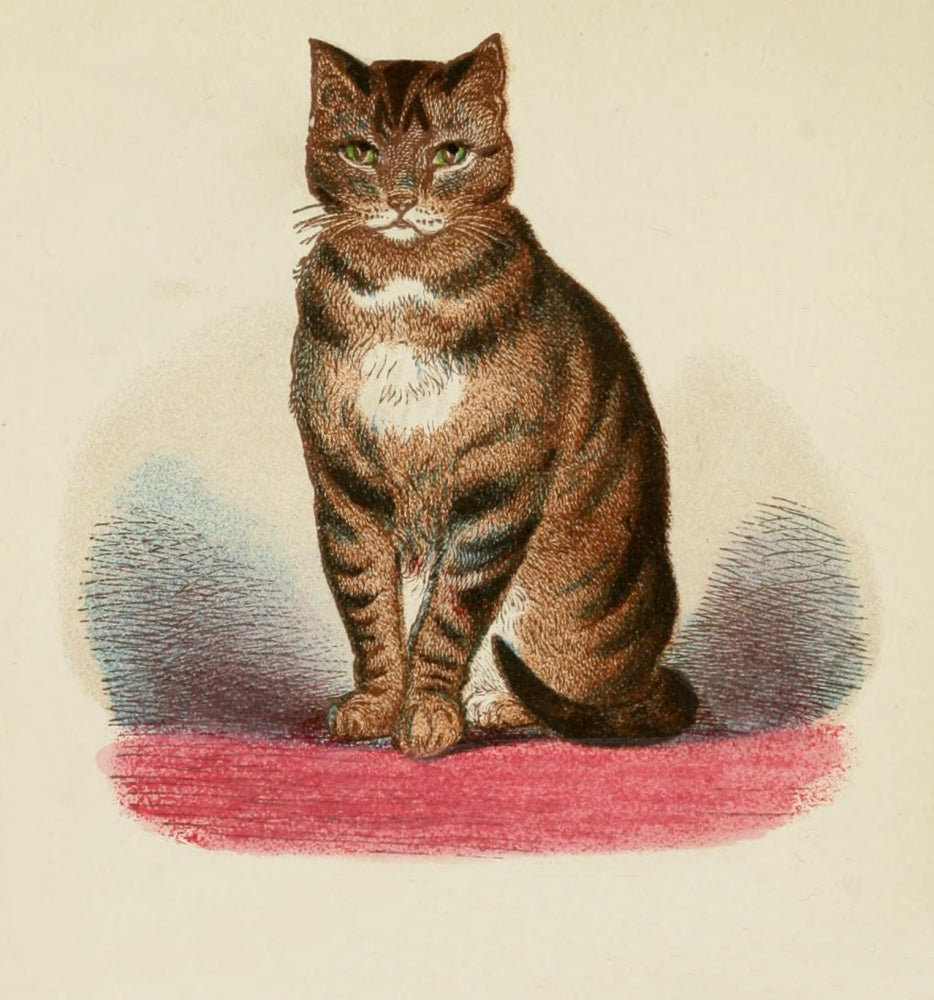 Cats 1877 Striped or Brown Tabby Poster Print showcasing vintage feline art.