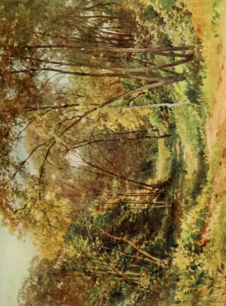 California 1914 Tall Chaparral Poster Print by Harold Sutton Palmer showcasing Santa Cruz landscape.