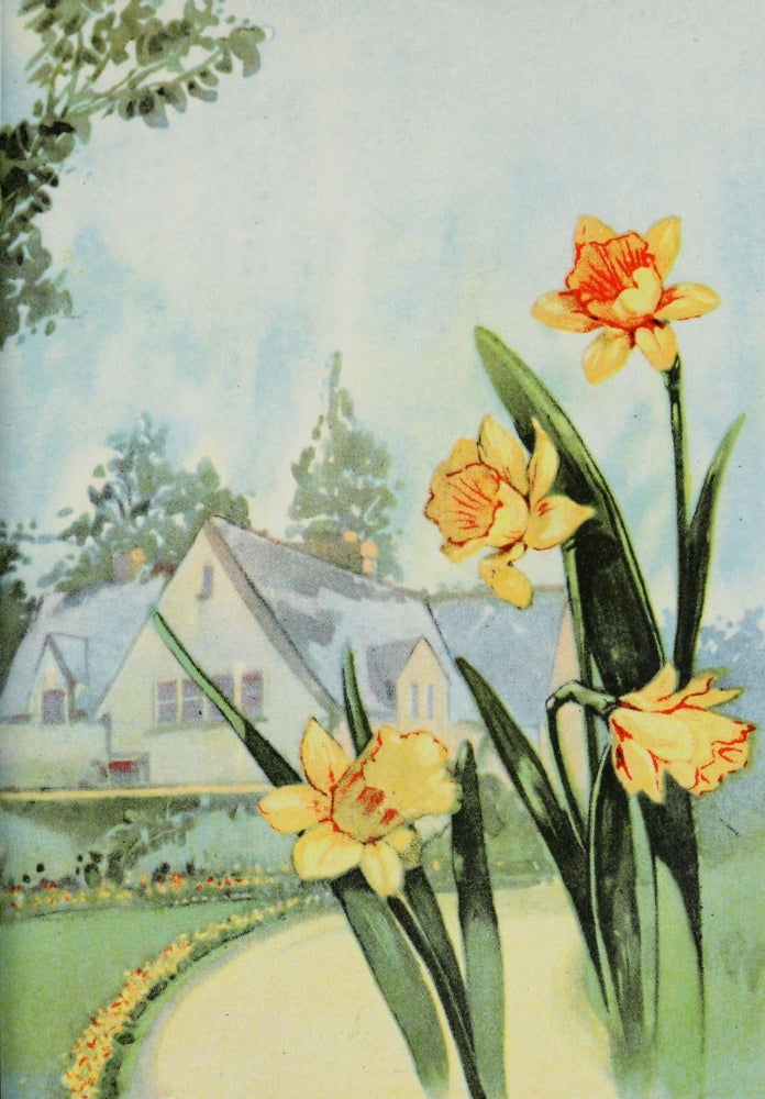 Garden Flowers 1926 Daffodil Poster Print by Myron Van Brunt