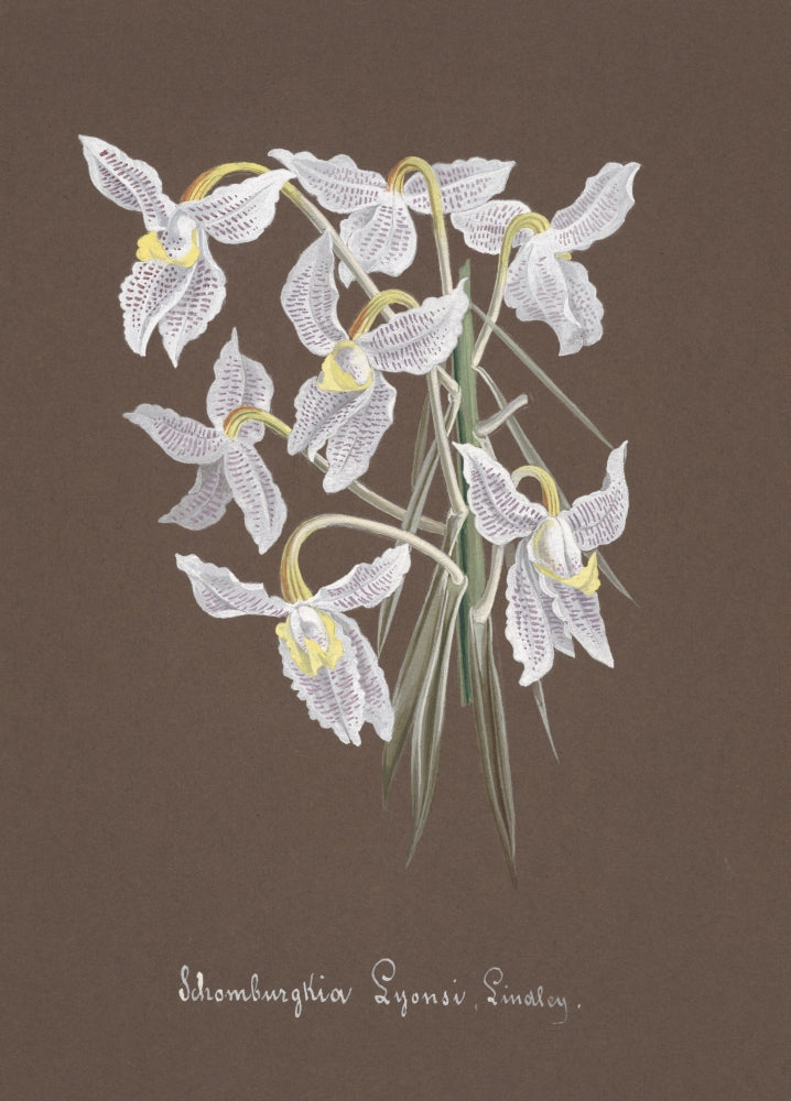 Collection d'Orchide c.1900 Schomburgkia Lyonsii Poster Print showcasing delicate floral details.