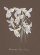 Collection d'Orchide c.1900 Schomburgkia Lyonsii Poster Print showcasing delicate floral details.
