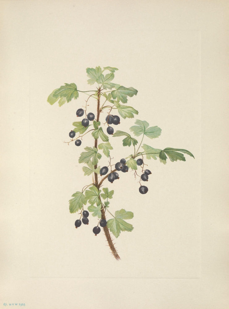 N. American Wild Flowers Prickly Currant Fruit Poster Print by Mary V. Walcott