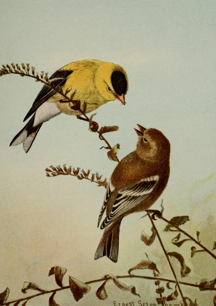 American Goldfinch Poster Print by Ernest T. Seton, 1901 illustration.