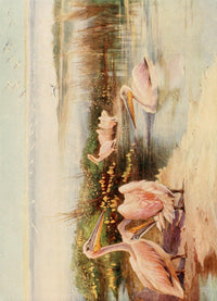Egyptian Birds 1909 White Pelicans Poster Print by Charles Whymper