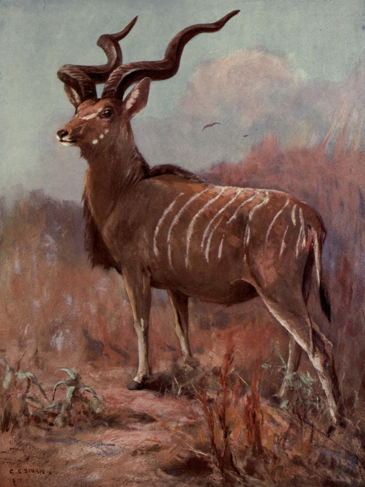 Wild Beasts of the World - Koodoo Poster Print by Cuthbert E. Swan showcasing the graceful Koodoo.
