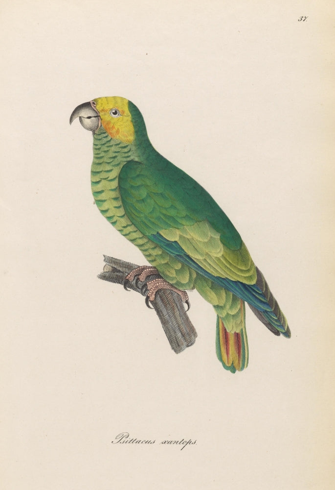 Monographie der Papergeien 1842 Poster Print showcasing colorful paper birds.