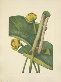N. American Wild Flowers 1925 Spatterdock Poster Print by Mary V. Walcott