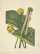 N. American Wild Flowers 1925 Spatterdock Poster Print by Mary V. Walcott