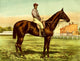 Modern Practical Farriery 1875 Galtee More Poster Print showcasing intricate farriery details.