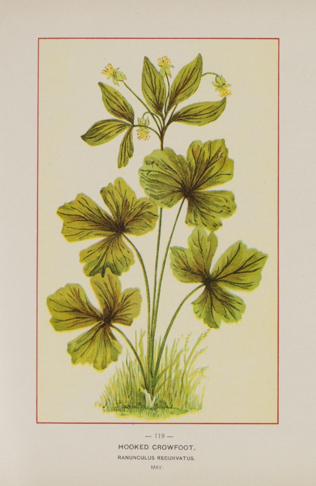 Wild Flowers of America 1894 Hooked Crowfoot Poster Print