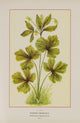 Wild Flowers of America 1894 Hooked Crowfoot Poster Print