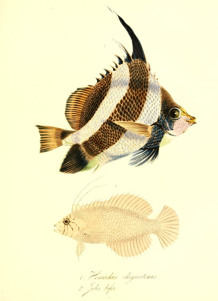 Cptn Beechey's Voyage 1839 Tropical Fish Poster Print by G.B. Sowerby