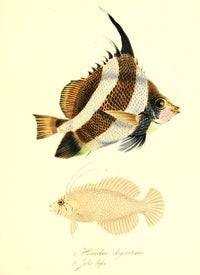 Cptn Beechey's Voyage 1839 Tropical Fish Poster Print by G.B. Sowerby