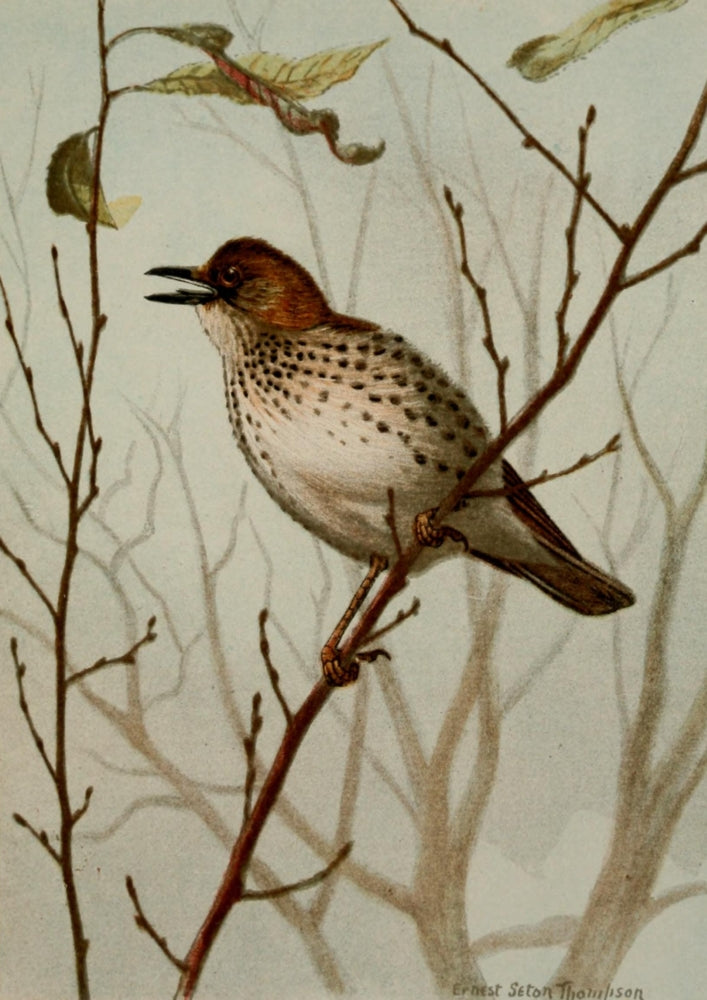 Bird Life 1901 Wood Thrush Poster Print by Ernest T. Seton featuring a detailed illustration of a Wood Thrush.