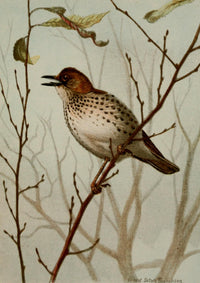 Bird Life 1901 Wood Thrush Poster Print by Ernest T. Seton featuring a detailed illustration of a Wood Thrush.
