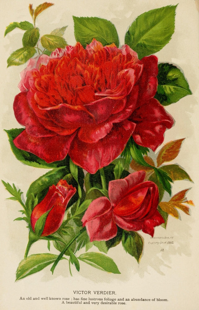 Victor Verdier Rose Poster Print - Canadian Horticulturalist 1895
