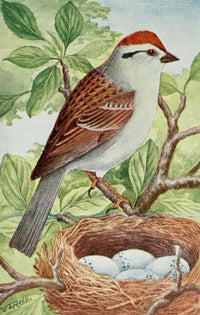 Chipping Sparrow Poster Print from Camera Studies of Wild Birds 1911