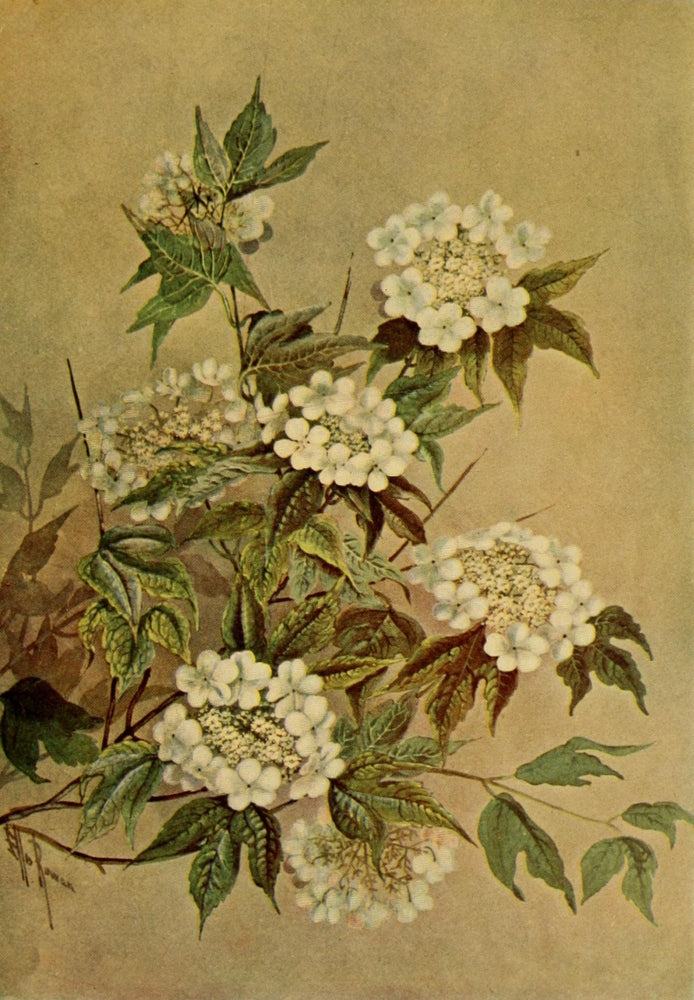 Guide to the Trees 1900 Cranberry Tree Poster Print by Ellis Rowan, showcasing detailed botanical art.