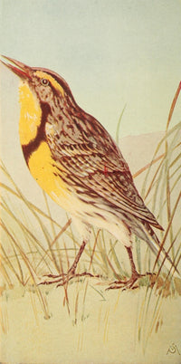 Wild Birds 1921 Meadowlark Poster Print by F. S. Mathews